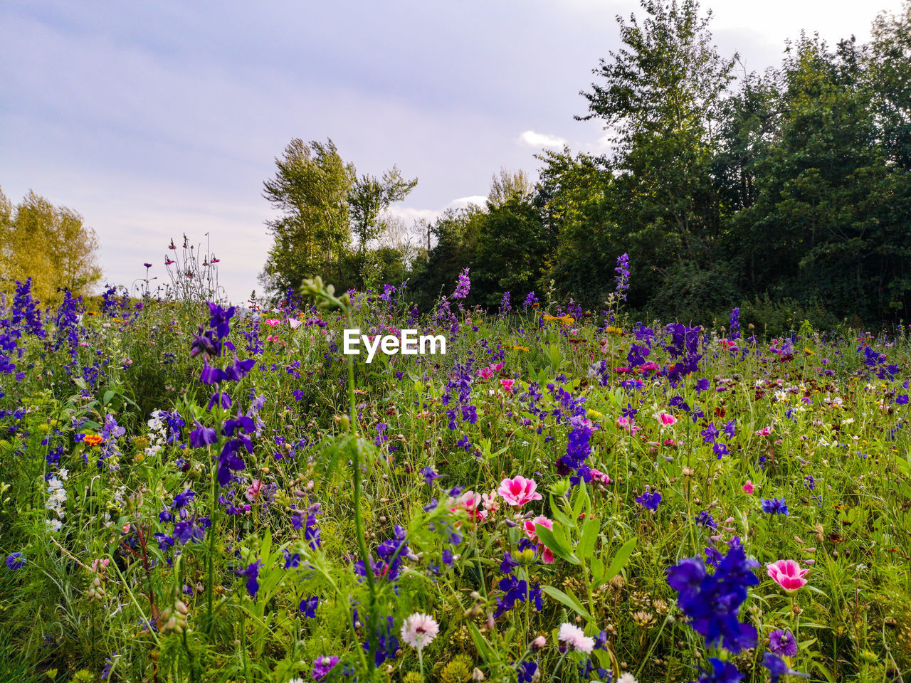 PURPLE FLOWERING PLANTS GROWING ON FIELD