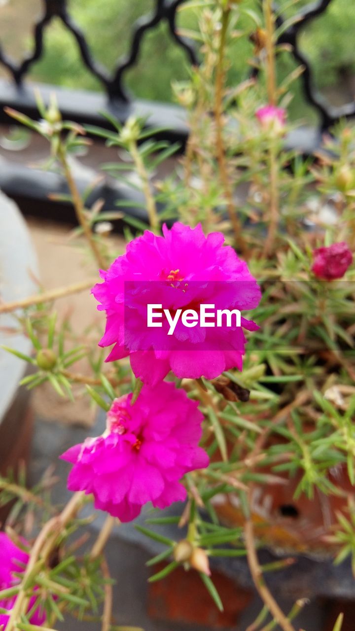 CLOSE-UP OF PURPLE FLOWERS