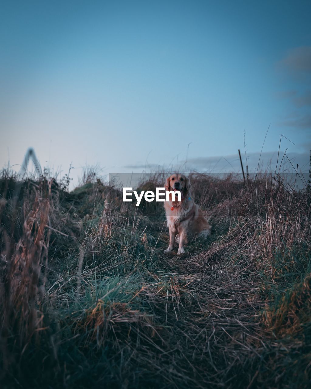 Close-up portrait of dog on grass