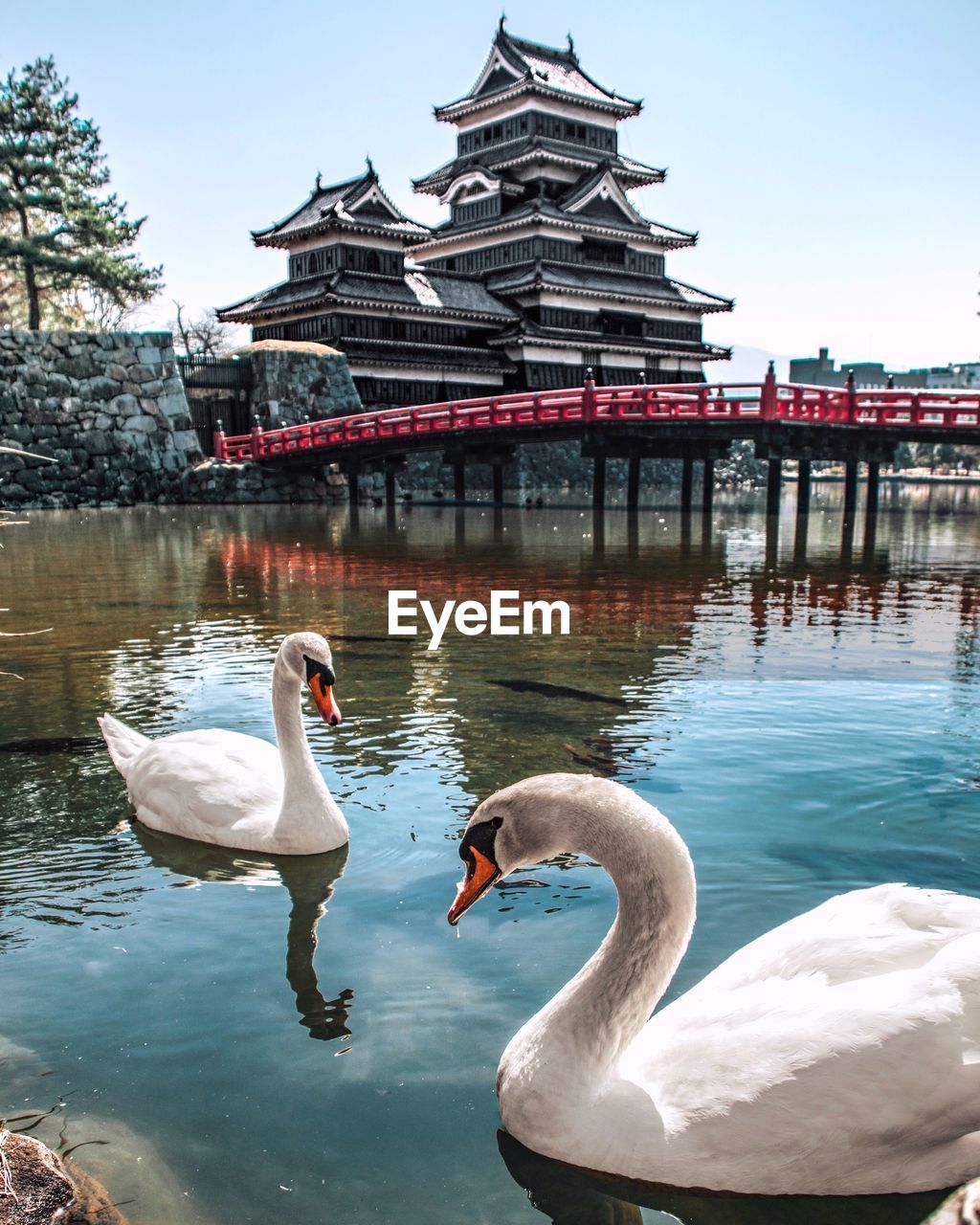 VIEW OF SWANS ON LAKE