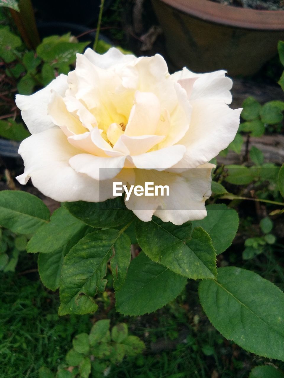 CLOSE-UP OF WHITE ROSE BLOOMING IN PARK