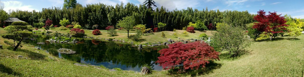 Panoramic view of pond and trees at park