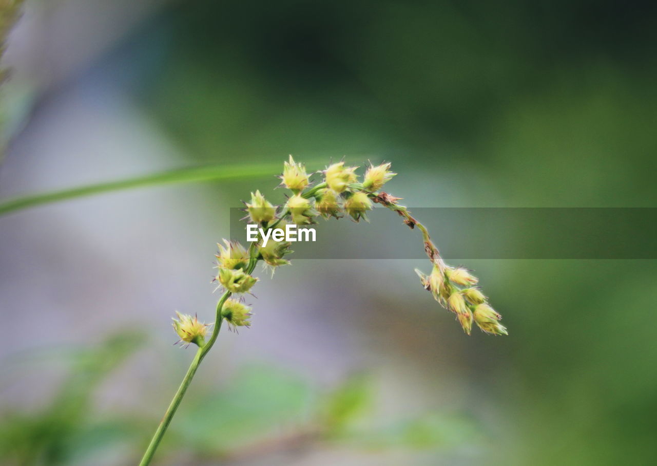 Close-up of flowering plant