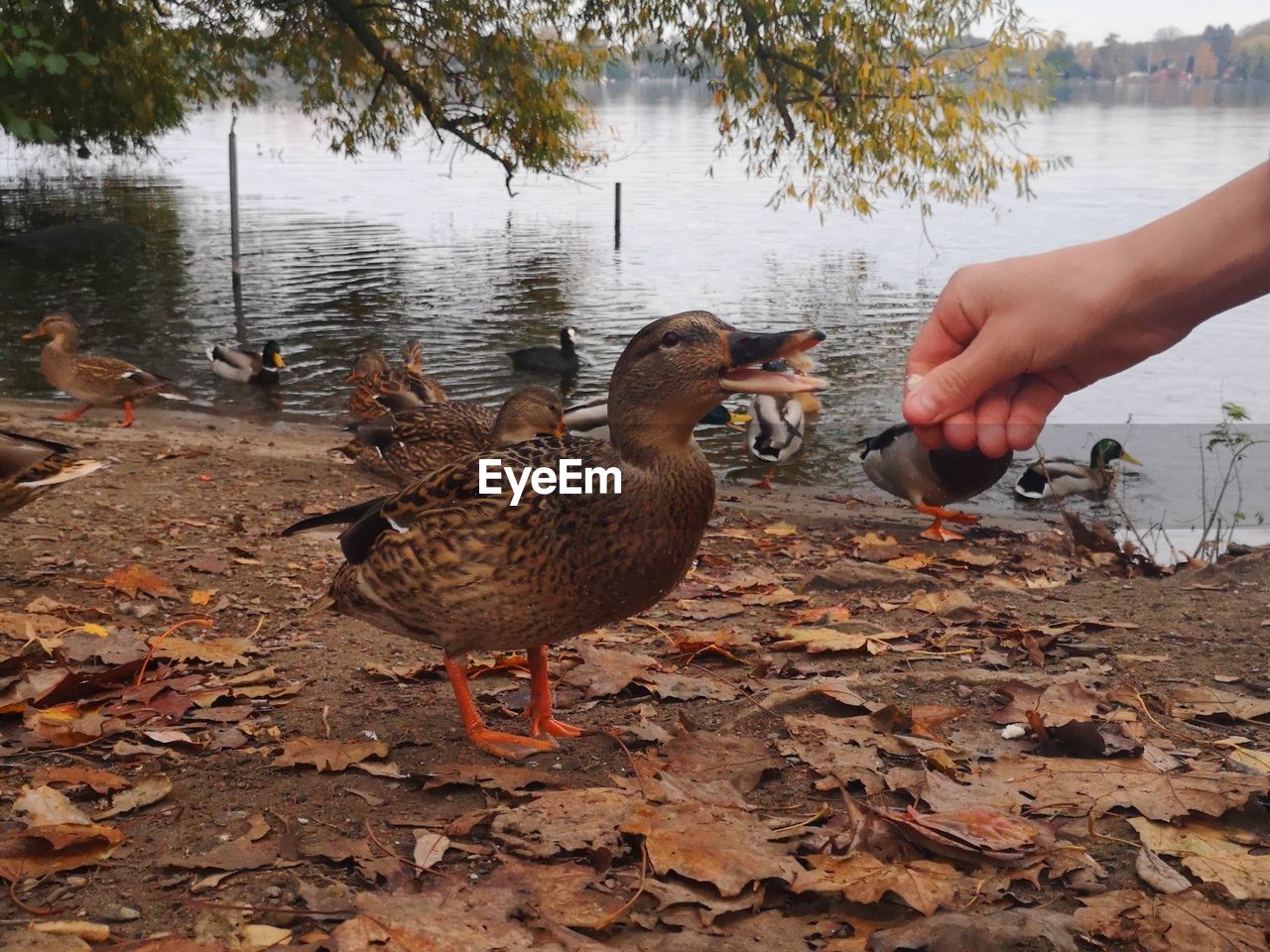 Flock of birds on a lake