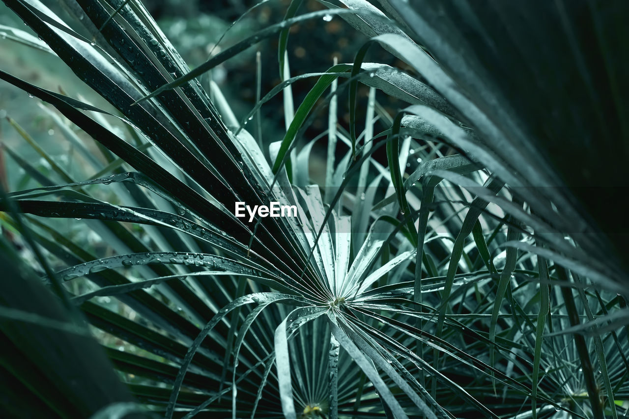 Beautiful foliage in tidewater green color. droplets of water on tropical palm leaf closeup.