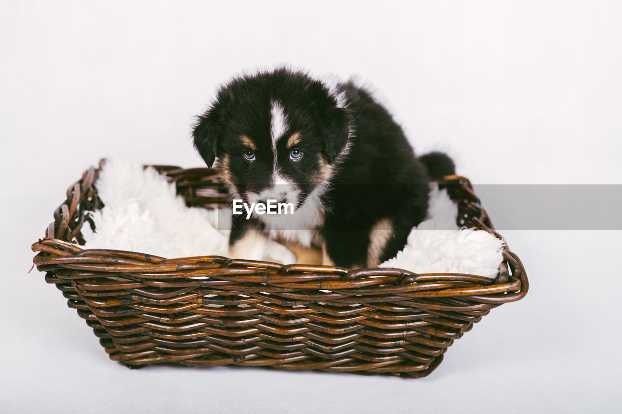 PORTRAIT OF PUPPY IN BASKET WITH WHITE BACKGROUND