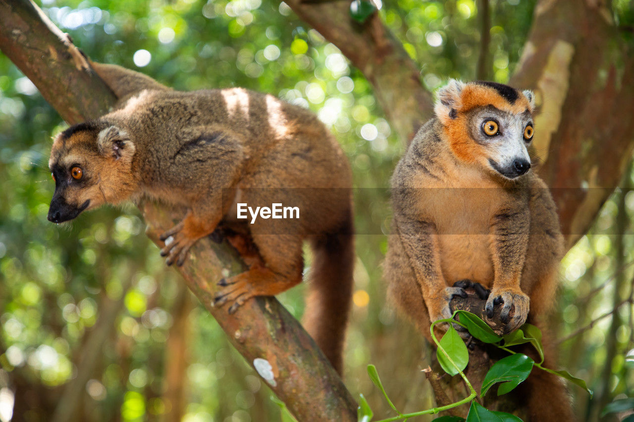 animal, animal themes, mammal, animal wildlife, wildlife, tree, group of animals, plant, forest, nature, two animals, primate, branch, no people, cute, young animal, outdoors, squirrel monkey, land, portrait, monkey, jungle, rainforest, environment, new world monkey
