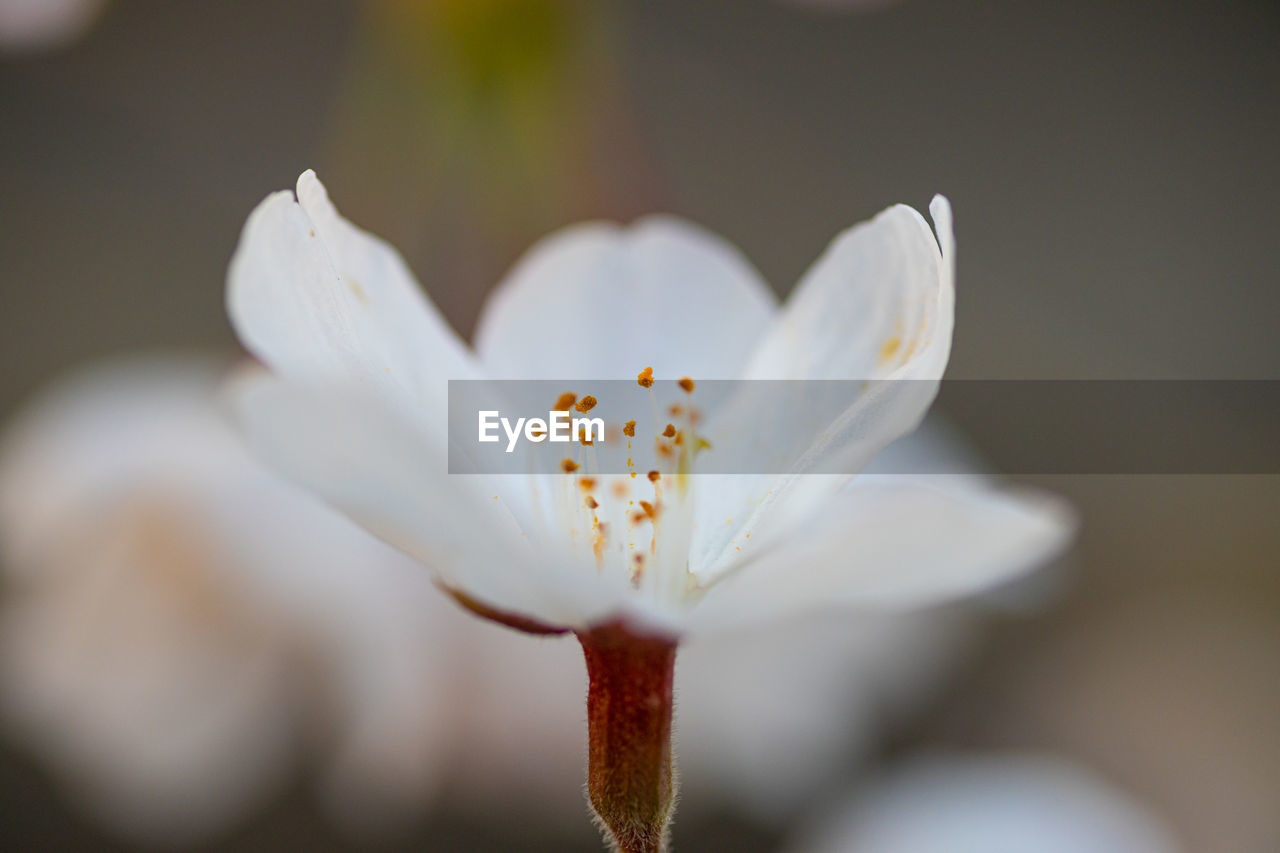 flower, flowering plant, close-up, plant, beauty in nature, freshness, blossom, macro photography, fragility, white, petal, pollen, flower head, nature, inflorescence, growth, yellow, stamen, no people, springtime, focus on foreground, outdoors, selective focus, botany, day, macro, plant stem, water