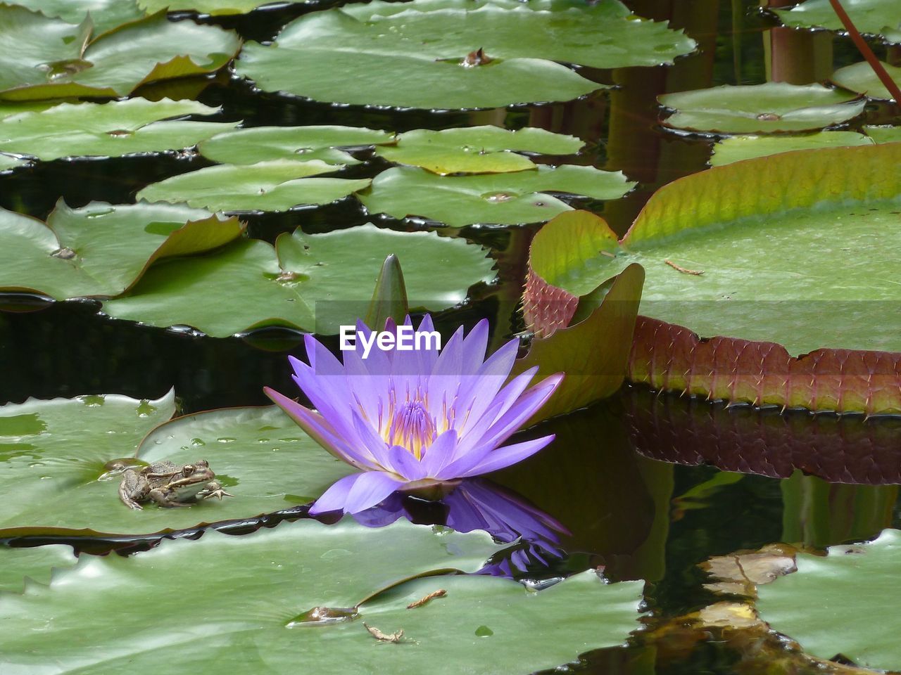 CLOSE-UP OF LOTUS WATER LILY
