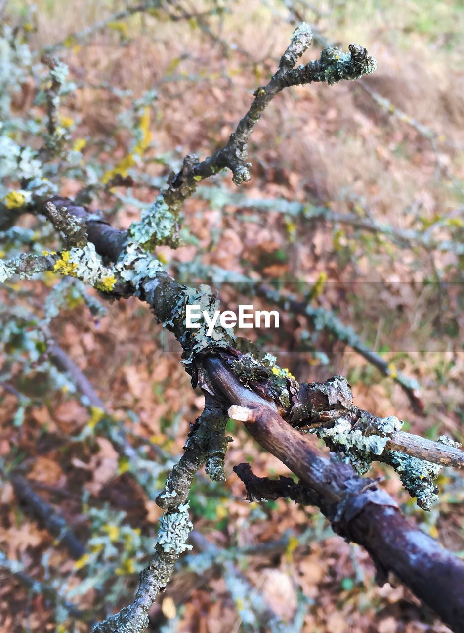 CLOSE-UP OF SNAKE ON BRANCH IN FOREST