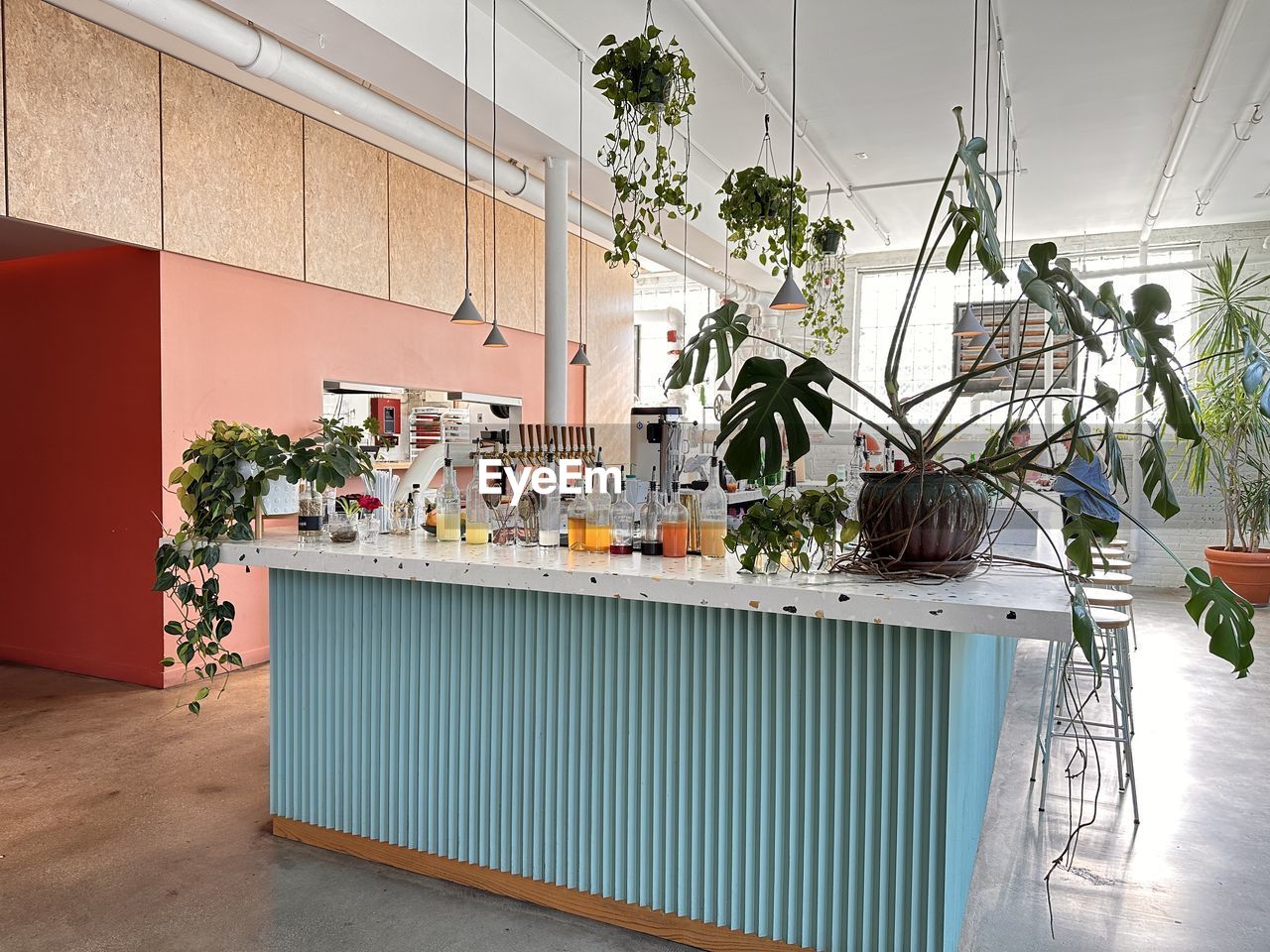 plant, architecture, indoors, interior design, no people, nature, domestic room, potted plant, built structure, home interior, home, wall - building feature, house, room, business, flooring, furniture, building, day