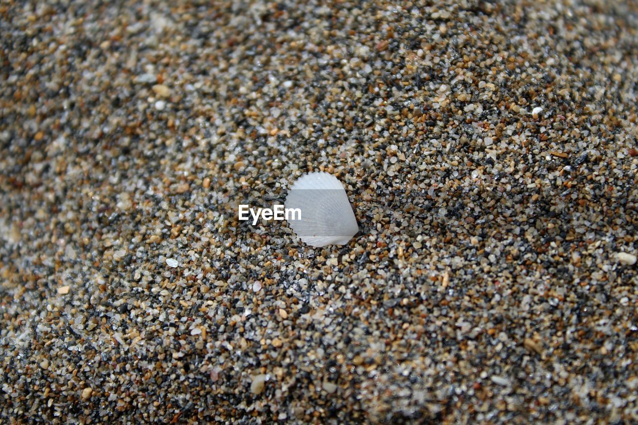 HIGH ANGLE VIEW OF SEASHELL ON SAND