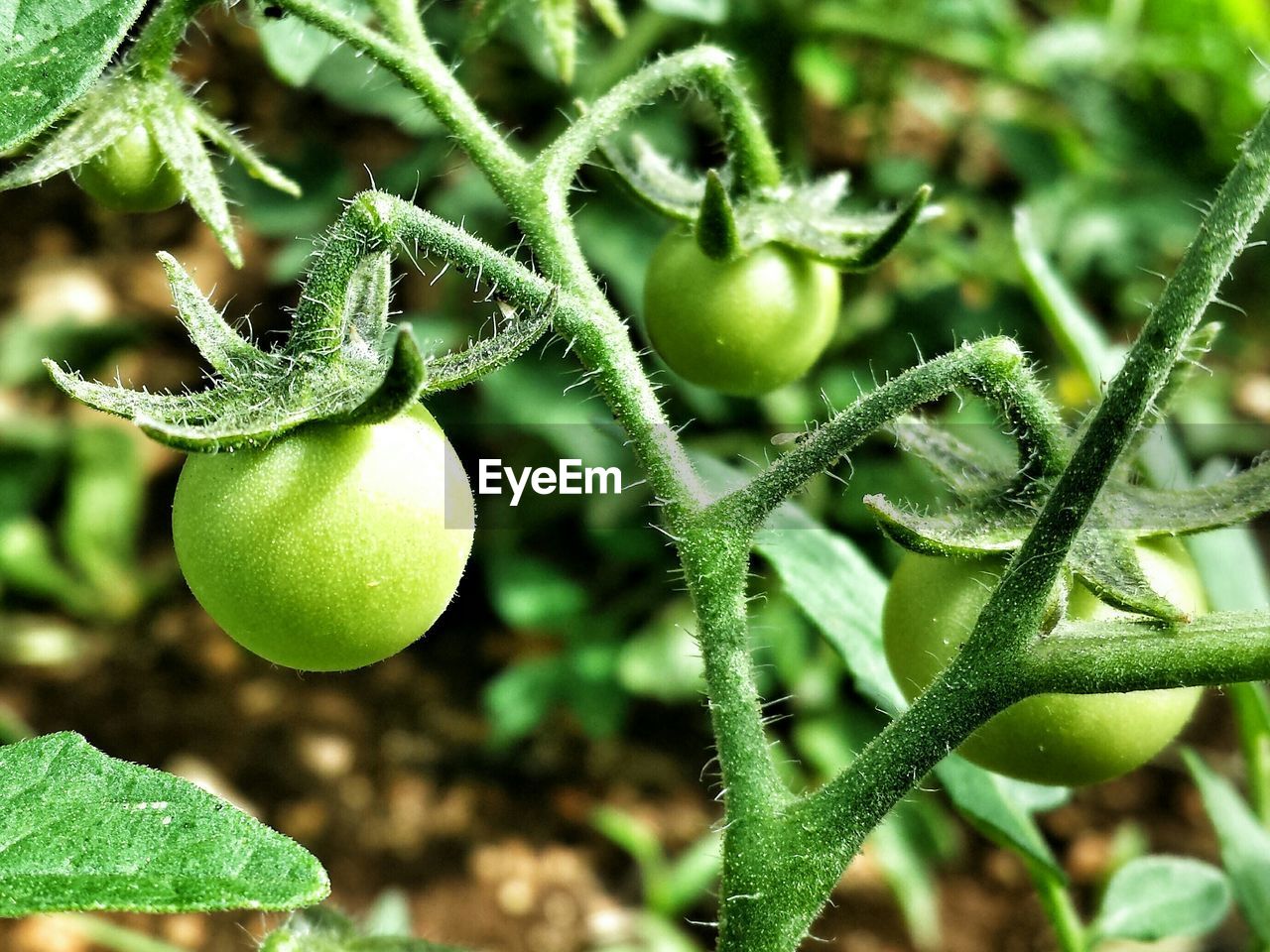 Close up of ripe tomatoes