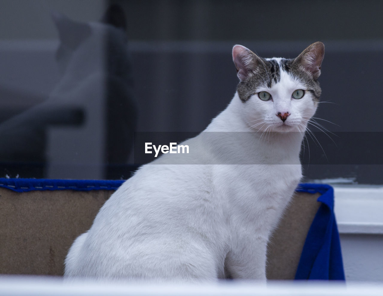 Close-up portrait of a cat