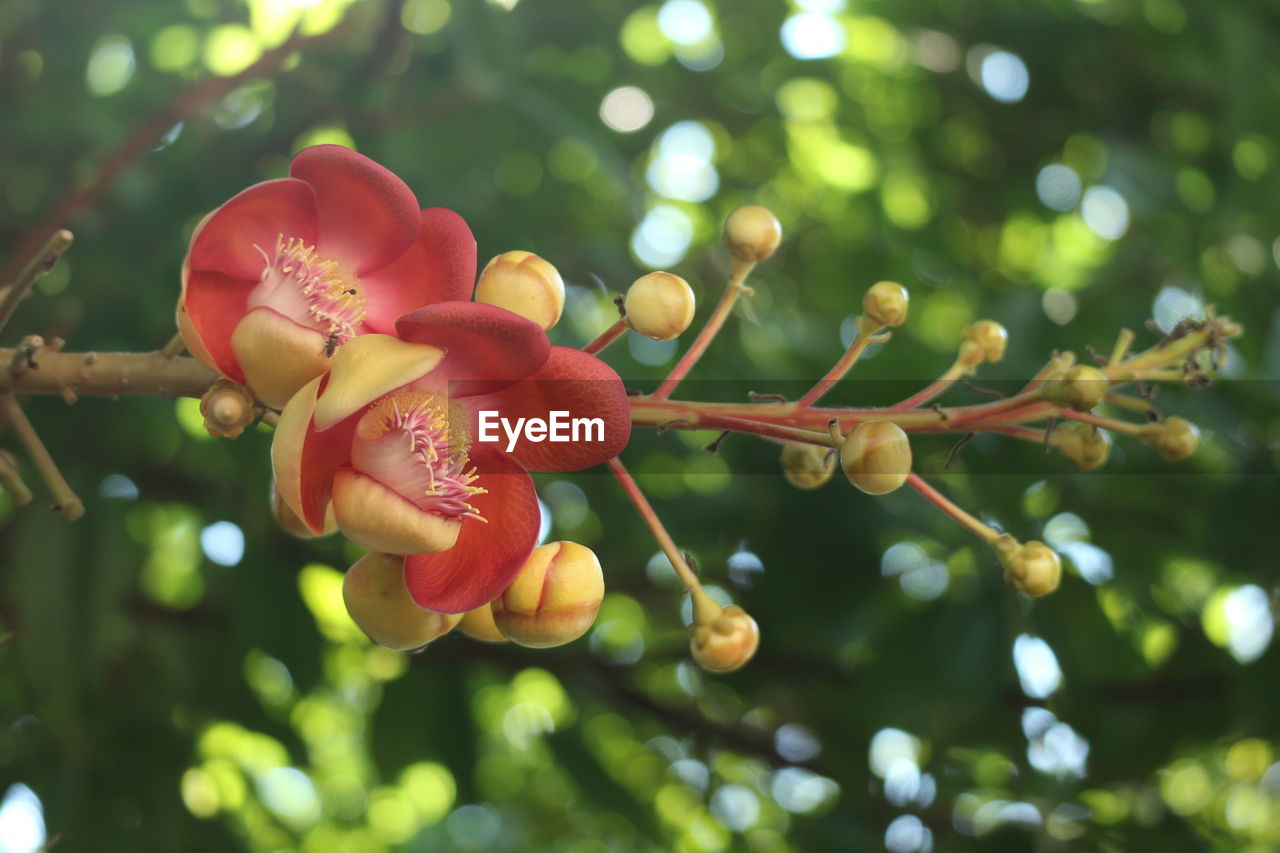 Close-up of red flowering plant