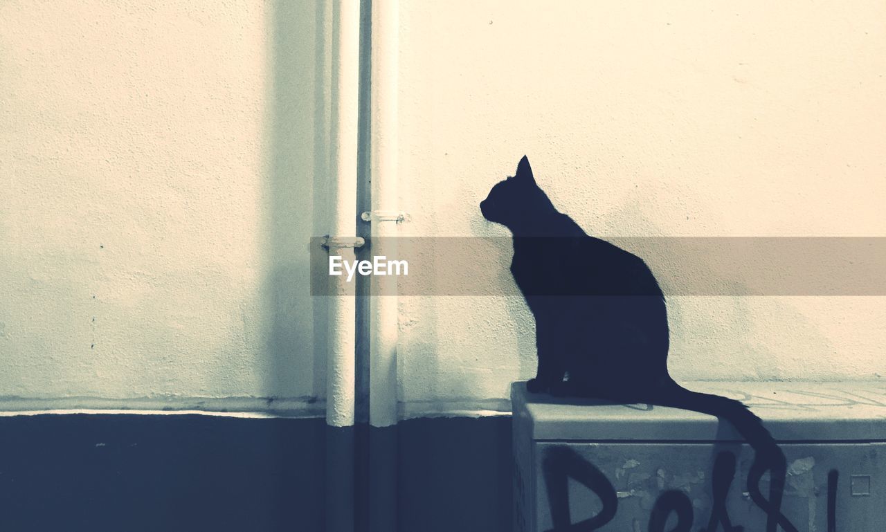 Cat sitting on table against wall