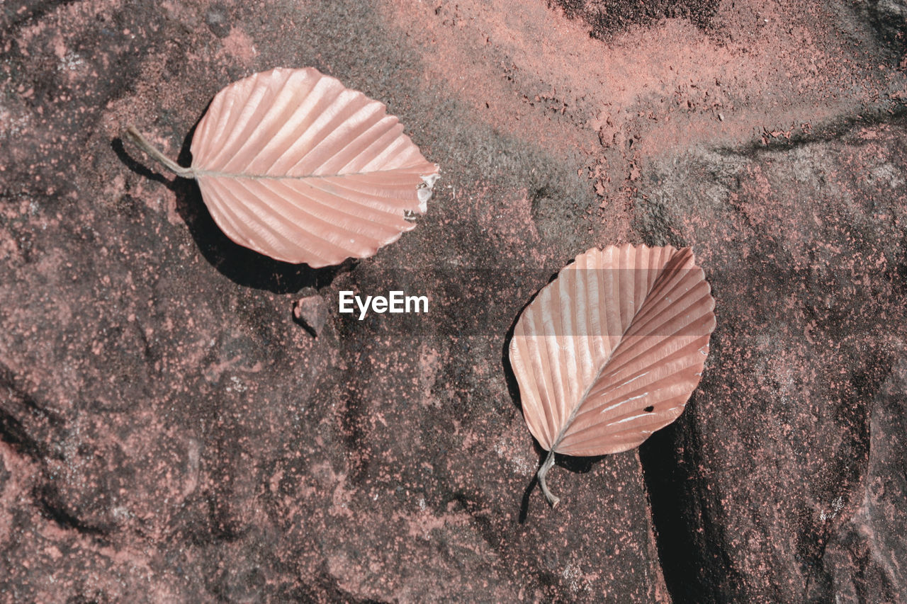 High angle view of dry leaves on rock