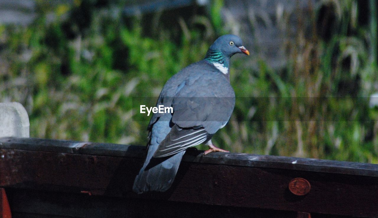 VIEW OF BIRD PERCHING ON WOOD