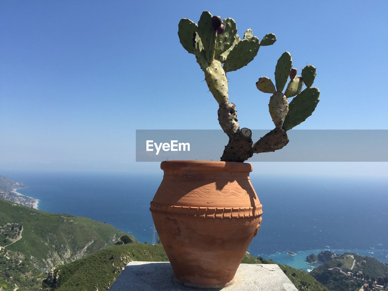 Potted prickly pear cactus against sky