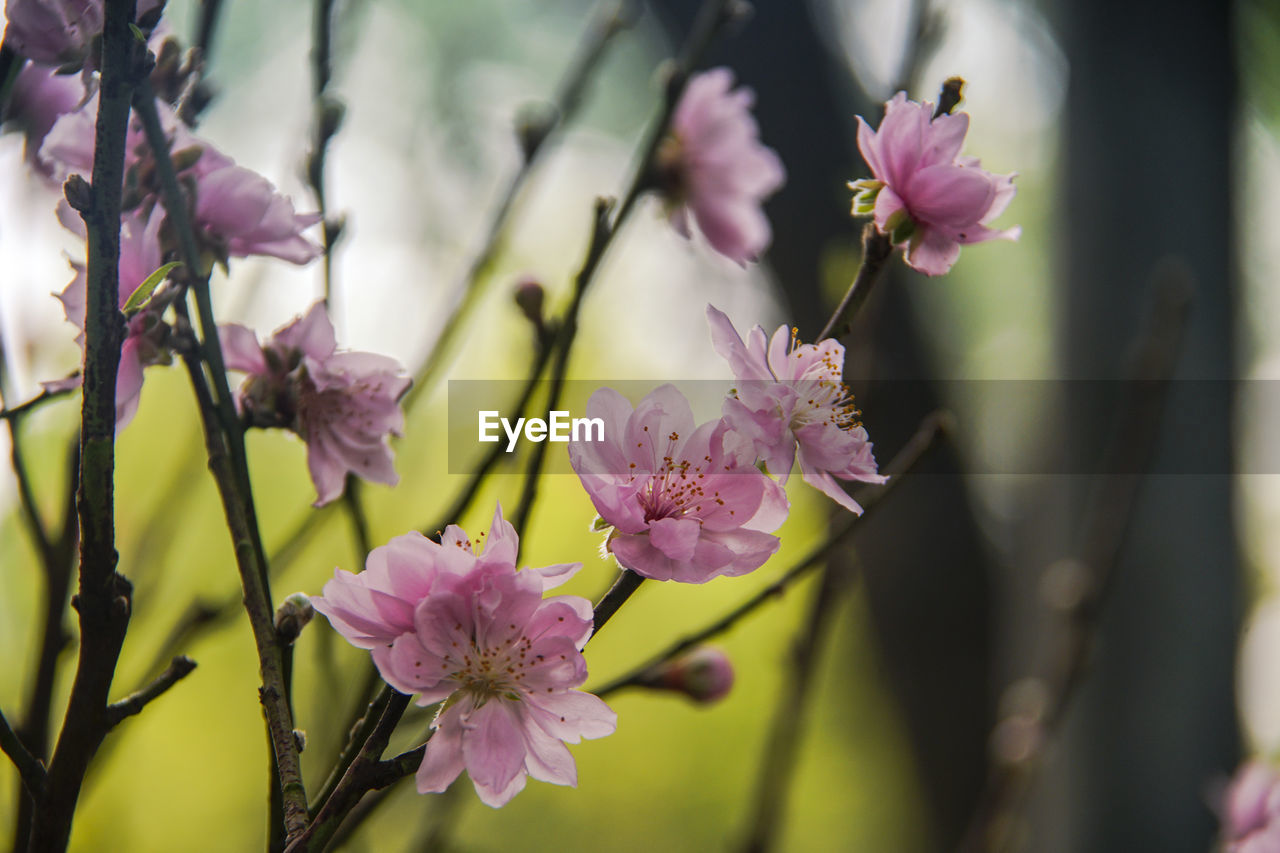 CLOSE-UP OF PINK FLOWERS