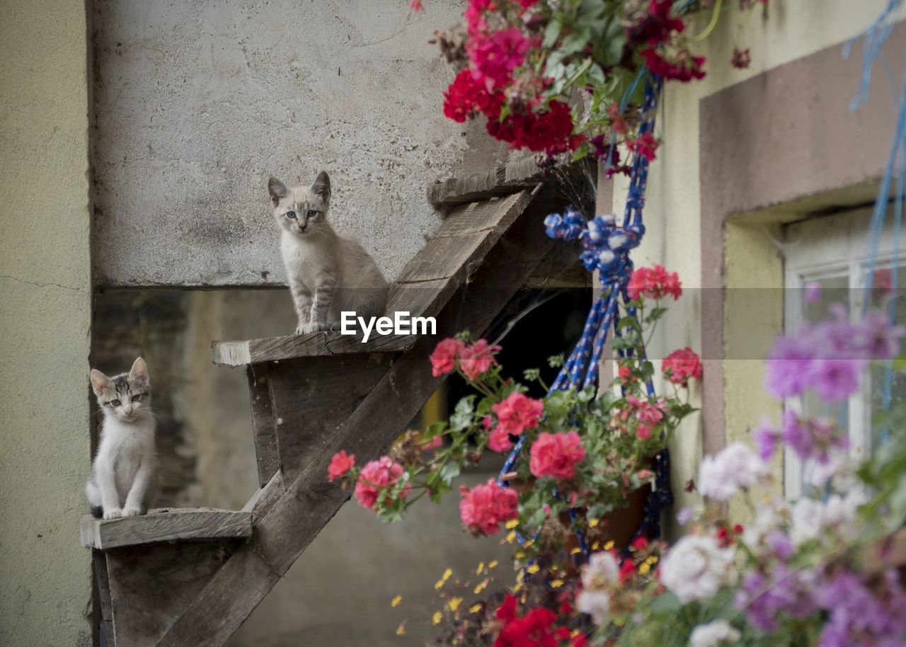 Cats and flowers