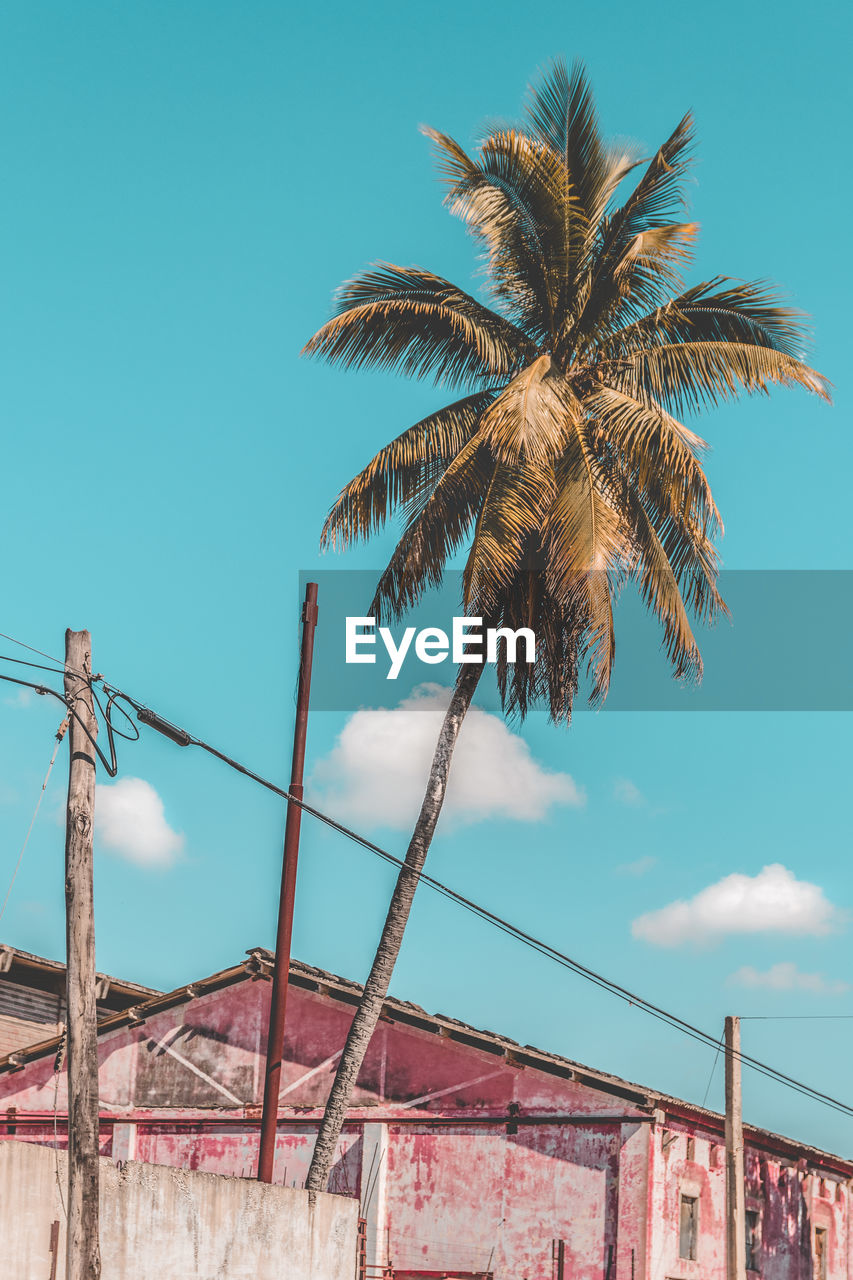 Low angle view of palm tree against building