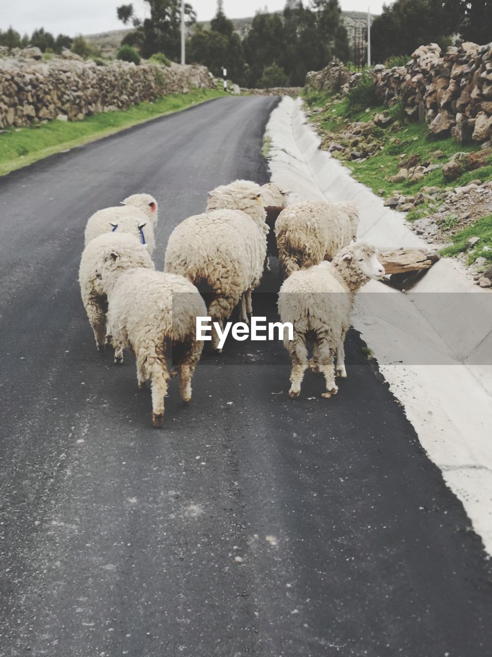 VIEW OF SHEEP IN STREET