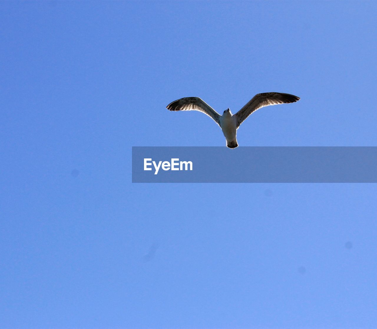 LOW ANGLE VIEW OF SEAGULLS FLYING