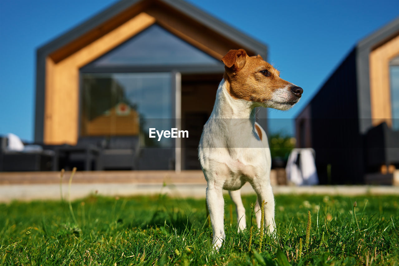 Cute small dog on front yard near suburban house at summer day