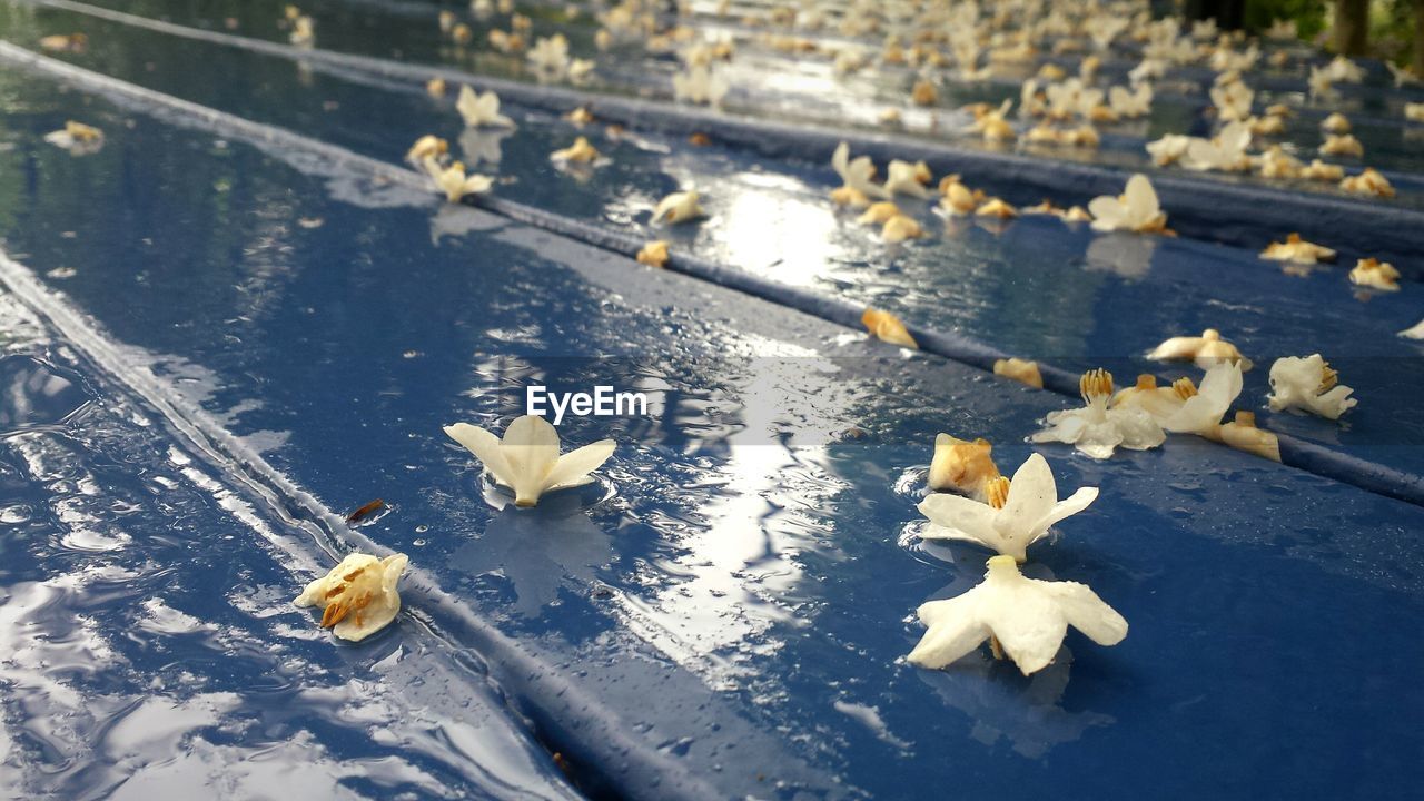 White flowers on bench during monsoon