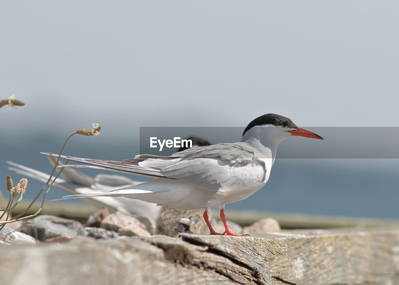 CLOSE-UP OF SEAGULL ON ROCK