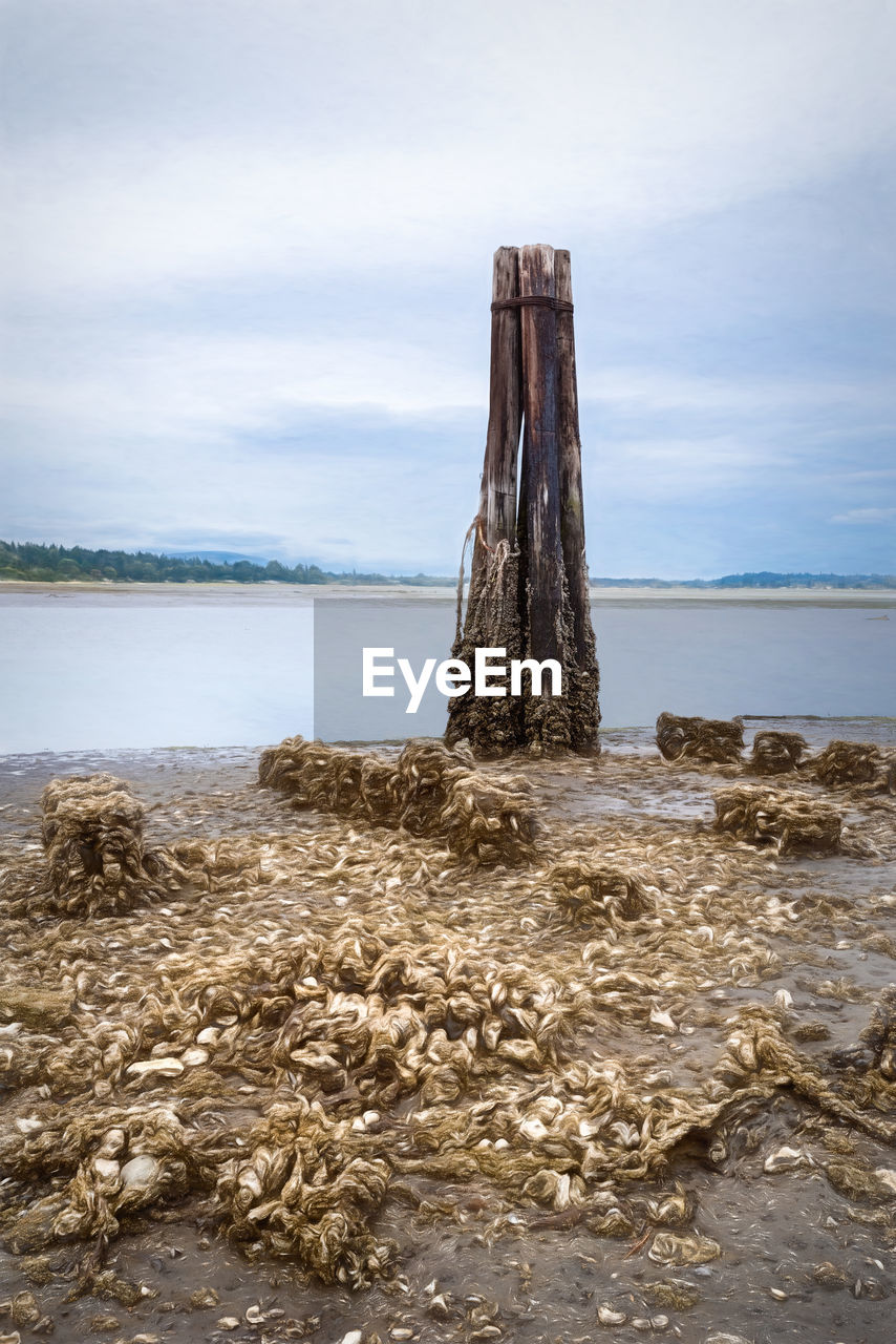 WOODEN POSTS ON BEACH