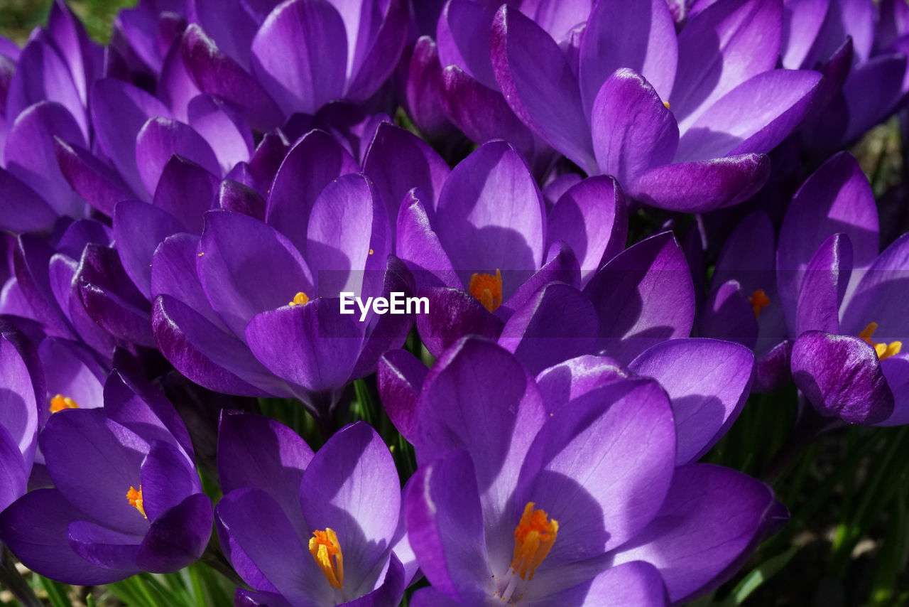 Close-up of purple crocus flowers