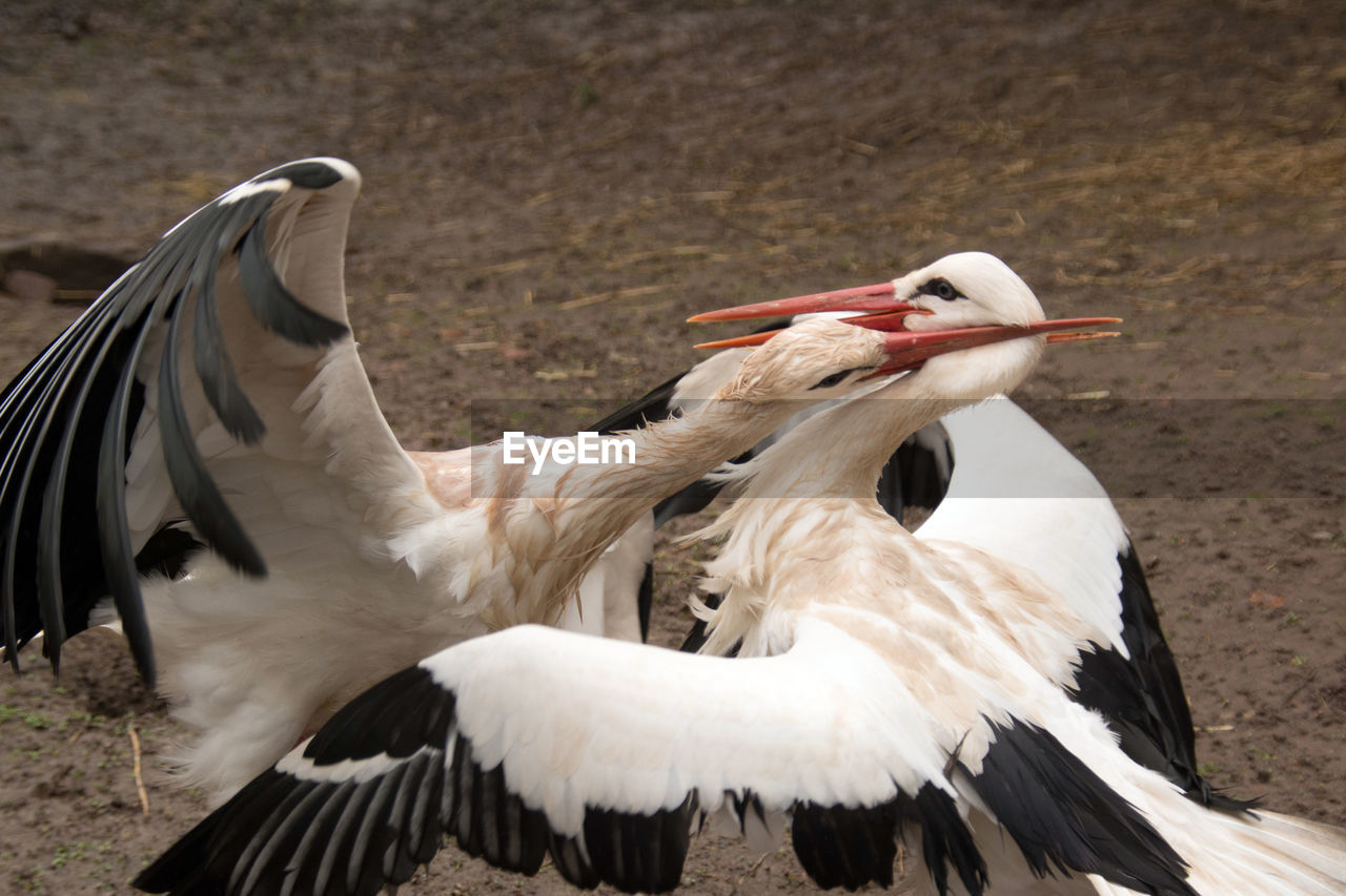 Fighting storks