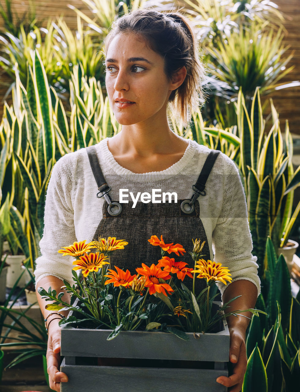 Young female owner of greenhouse holding in hands wooden tray with colorful margarita flowers while standing next to green tropical snake plants