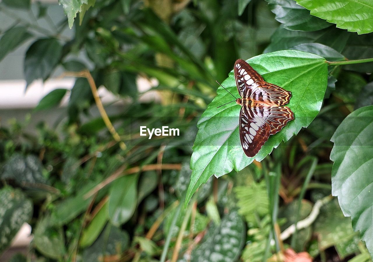 CLOSE-UP OF BUTTERFLY ON LEAF