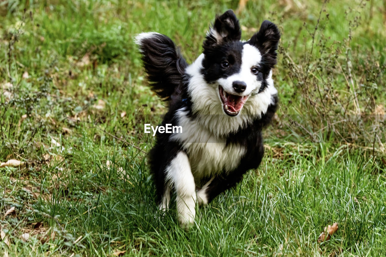one animal, pet, animal themes, mammal, domestic animals, dog, canine, animal, grass, border collie, plant, portrait, nature, green, no people, happiness, cute, field, animal hair, running, carnivore, looking at camera, land, black, animal body part, obedience, purebred dog, outdoors, smiling, emotion, puppy, young animal, sunlight, motion, looking