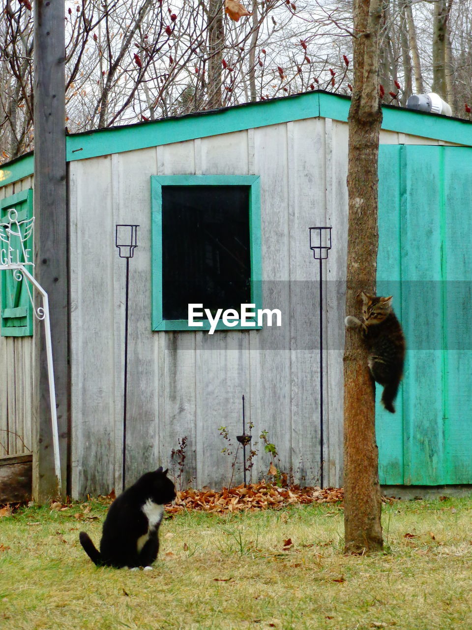 Two cats sitting outside