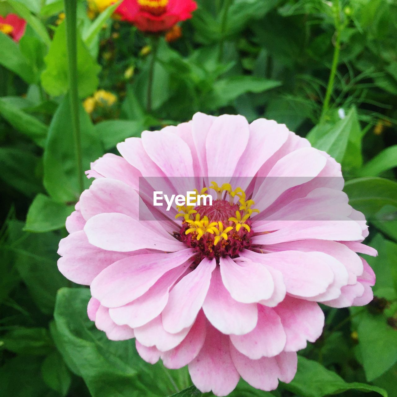 Close-up of pink flower