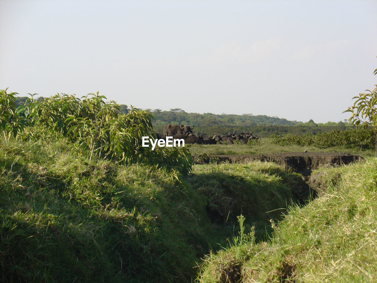 Buffaloes in forest