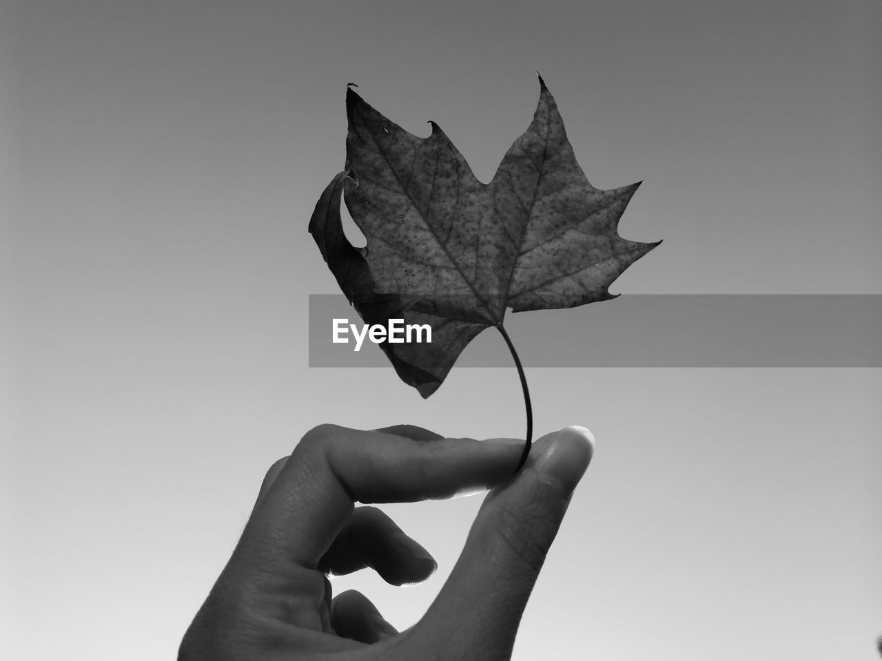 Close-up of hand holding autumn leaf against clear sky