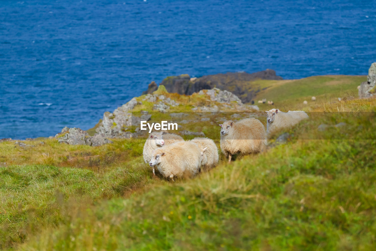 view of sheep on field
