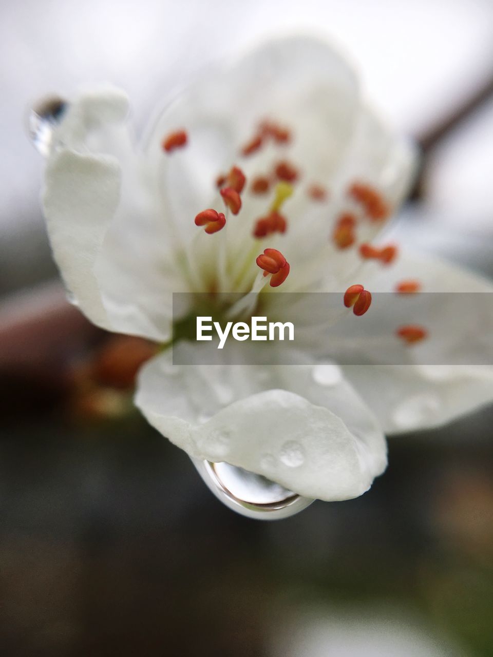 Close-up of flower