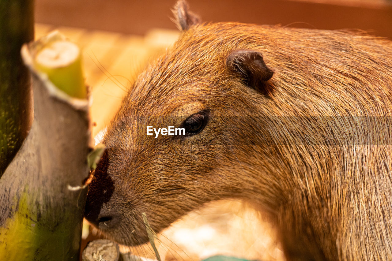 animal, animal themes, mammal, animal wildlife, one animal, whiskers, wildlife, close-up, rodent, no people, capybara, animal body part, nature, outdoors, animal head, brown, focus on foreground, sunlight