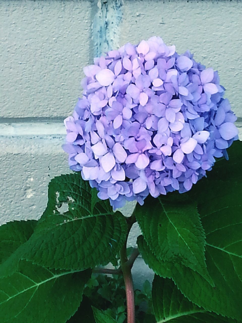 CLOSE-UP OF PURPLE HYDRANGEAS