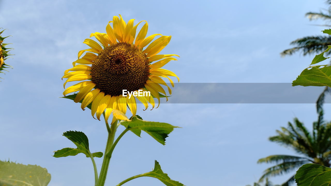 Close-up of sunflower against sky