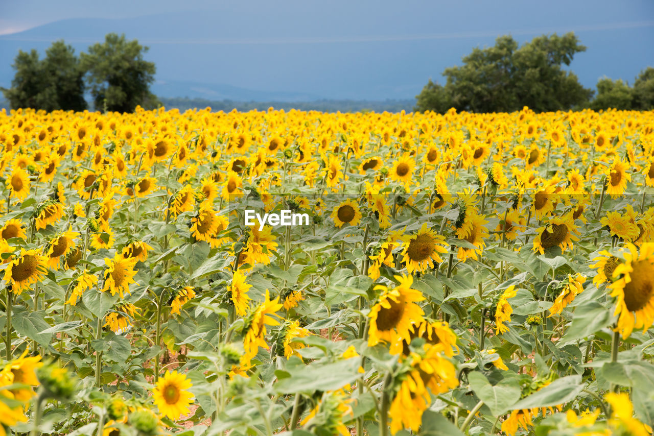 Scenic view of sunflower field