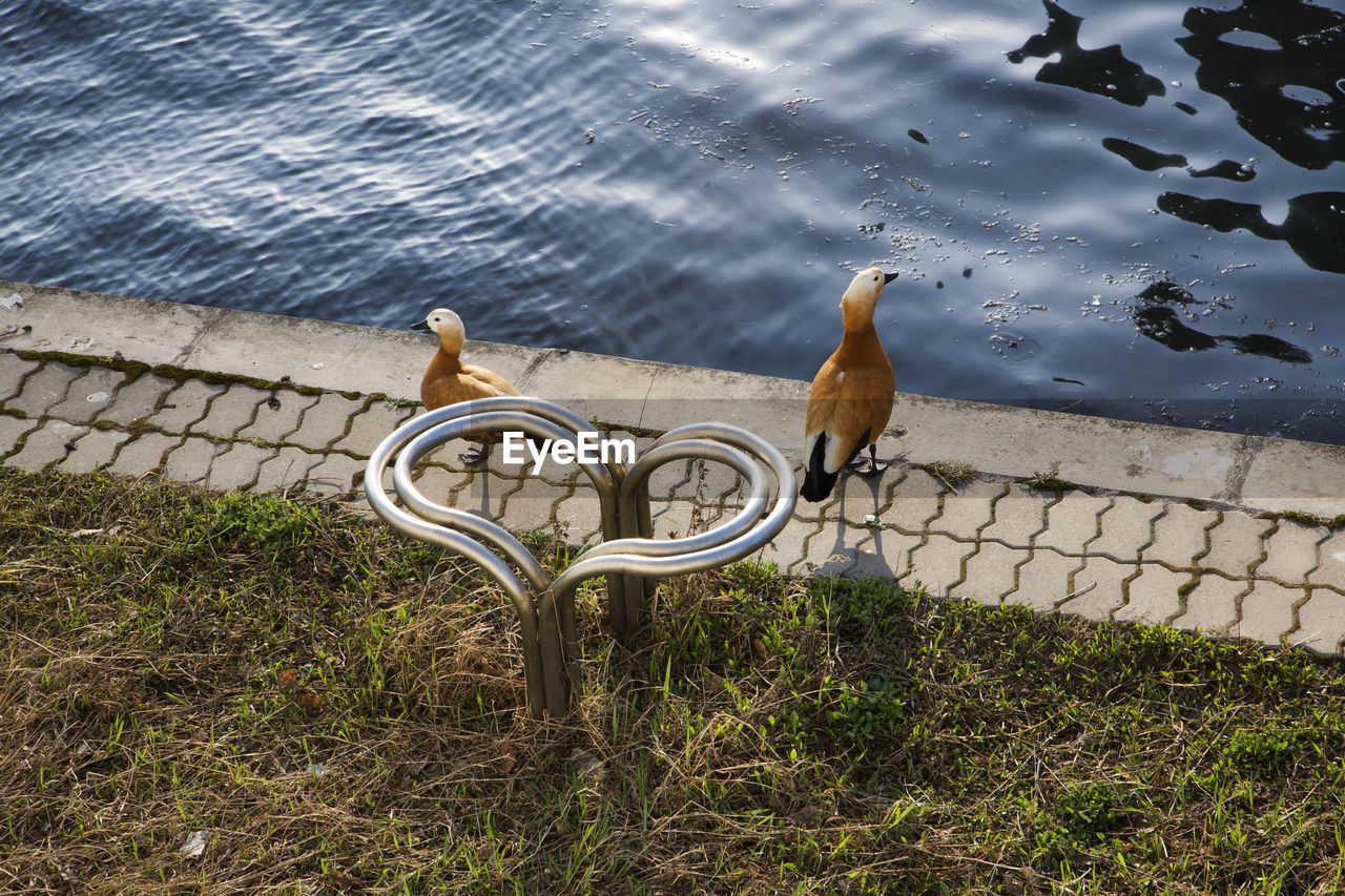 High angle view of ducks by lake on sunny day