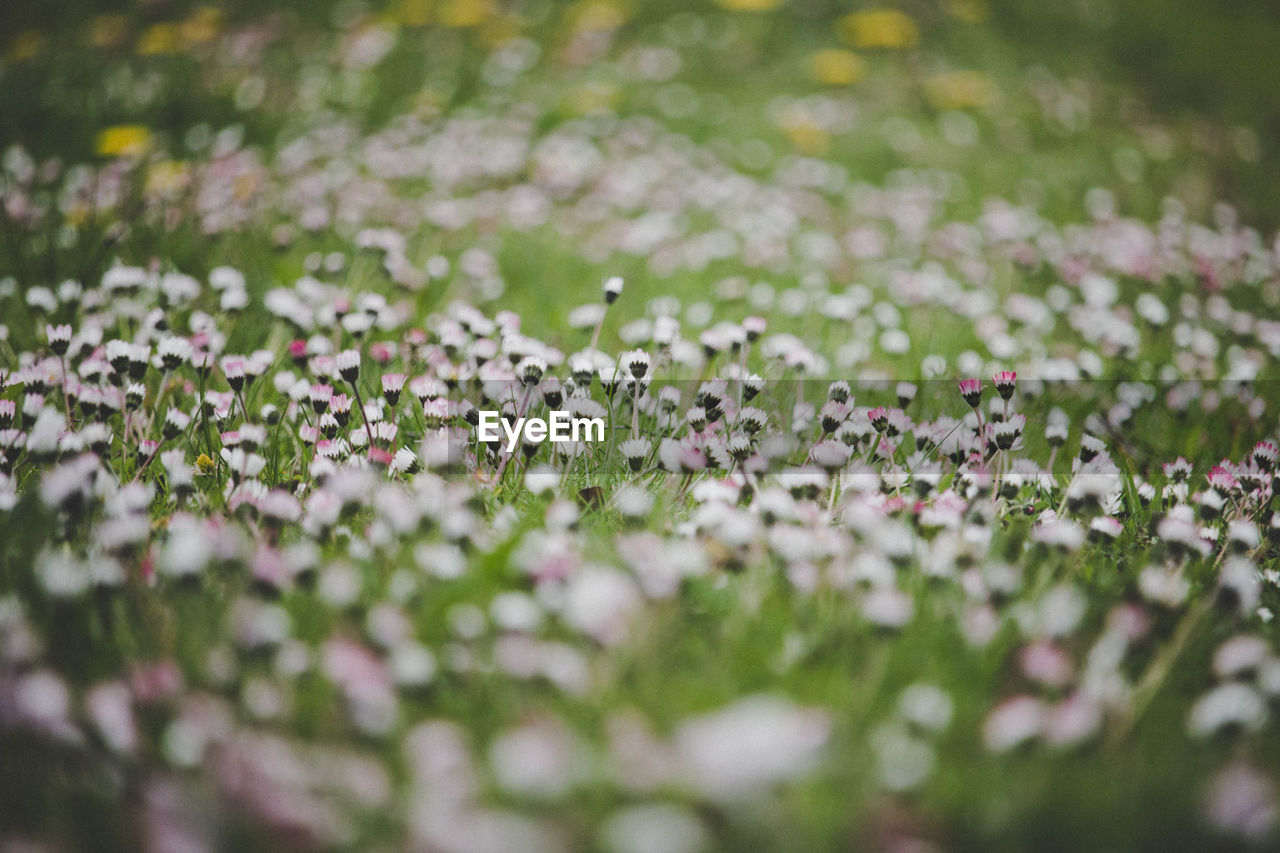 Close-up of flowering plants on land