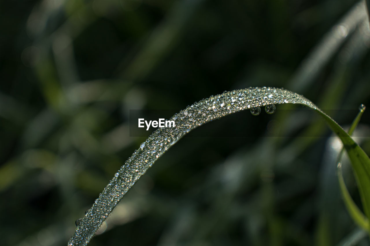 Close-up of raindrops on leaf